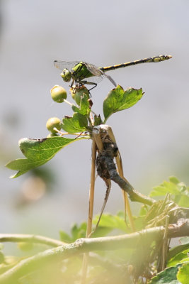 Green Snaketail - Ophiogomphus cecilia