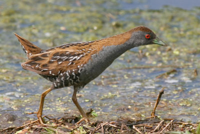 Baillon's Crake - Porzana pusilla