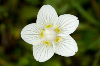 Parnassia - Parnassia palustris