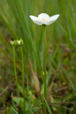 Parnassia - Parnassia palustris