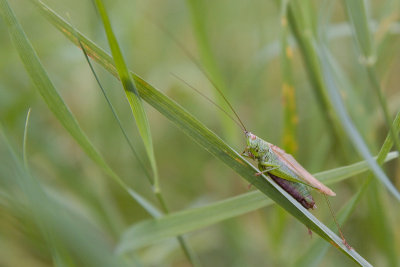 Long-winged Conehead - Conocephalus discolor