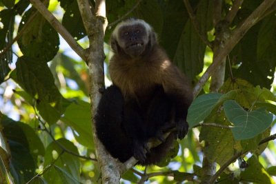 Brown Capuchin Monkey - Cebus apella