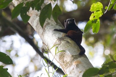 Saddle-backed Tamarin - Saguinus fuscicollis