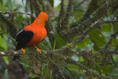 Andean Cock-of-the-rock - Rupicola peruvianus