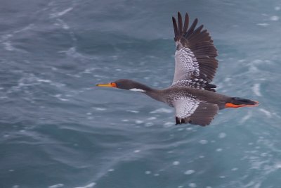 Red-legged Cormorant - Phalacrocorax gaimardi