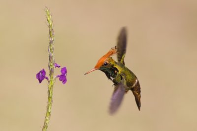 Rufous-crested Coquette - Lophornis delattrei