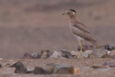 Peruvian Thick-Knee - Burhinus superciliaris