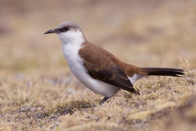 White-bellied Cinclodes - Cinclodes palliatus