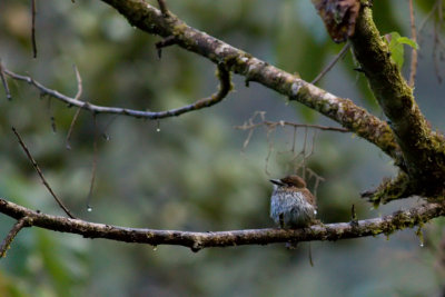 Lanceolated Monklet - Micromonacha lanceolata