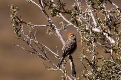 White-browed Tit-Spinetail - Leptasthenura xenothorax