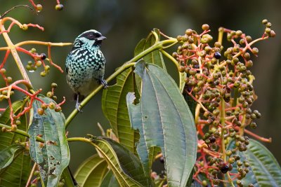 Beryl-spangled Tanager - Tangara nigroviridis