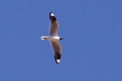 Andean Gull - Larus serranus