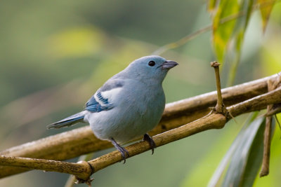 Blue-gray Tanager - Thraupis episcopus