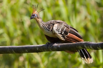 Hoatzin - Opisthocomus hoazin