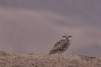 Burrowing Owl - Athene cunicularia