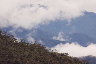 Bosque Unchog, Huanuco