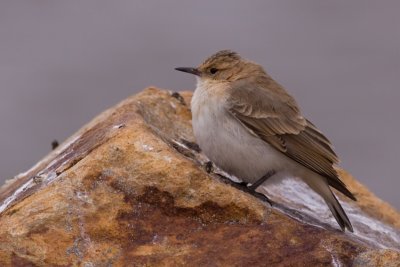 Dark-winged Miner - Geositta saxicolina