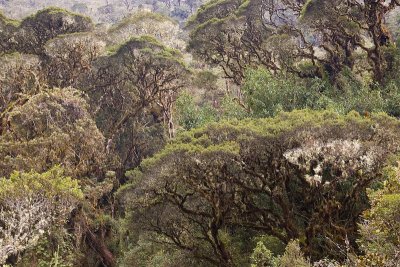 Bosque Unchog, Huanuco (3500m a.s.l.)