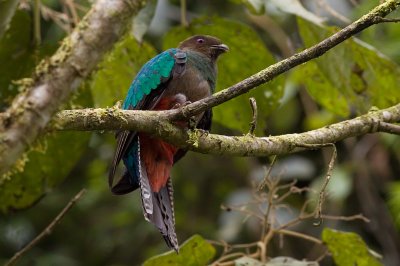 Crested Quetzal - Pharomachrus antisianus