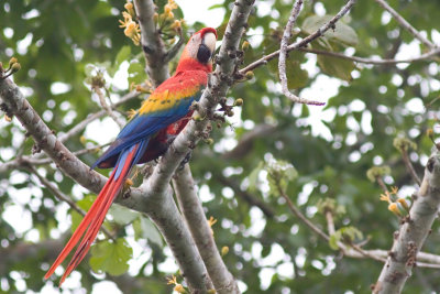 Scarlet Macaw - Ara macao