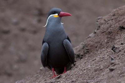 Inca Tern - Larosterna inca