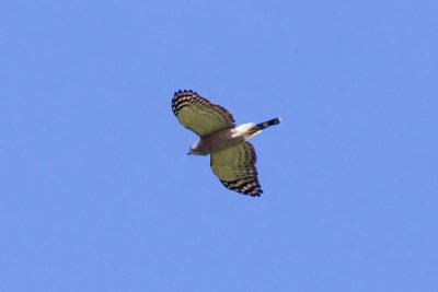 Double-toothed Kite - Harpagus bidentatus