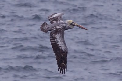 Peruvian Pelican - Pelecanus thagus