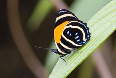 butterfly sp. ('88')