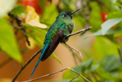 Long-tailed Sylph - Aglaiocercus kingi