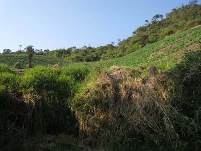 deforestation, Carpish Mountains