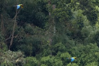 Military Macaws - Ara militaris