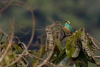 Golden-eared Tanager - Tangara chrysotis