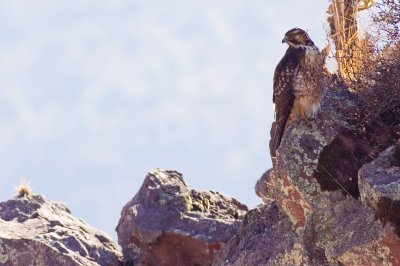 Variable Hawk - Buteo polyosoma