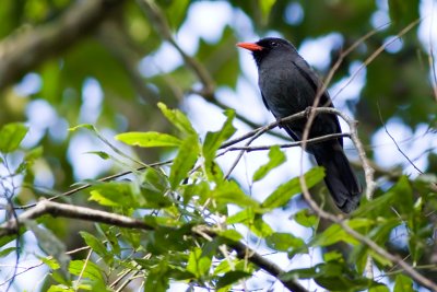 Black-fronted Nunbird - Monasa nigrifrons