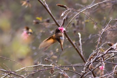 White-tufted Sunbeam - Aglaeactis castelnaudii