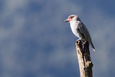 Masked Tityra - Tityra semifasciata