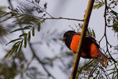 Blue-crowned Trogon - Trogon curucui