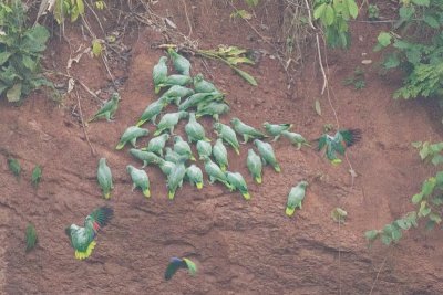 Mealy Parrots - Amazona farinosa