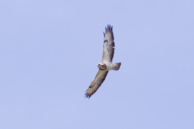 Common Buzzard - Buteo buteo