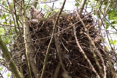 Common Buzzard - Buteo buteo