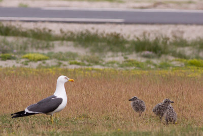 Lesser Black-backed Gull - Larus fuscus