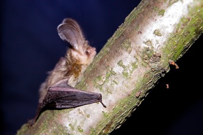 Brown Long-eared Bat - Plecotus auritus