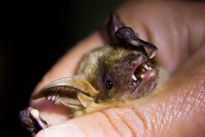 Greater Mouse-eared Bat - Myotis myotis