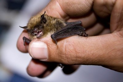Whiskered Bat - Myotis mystacinus