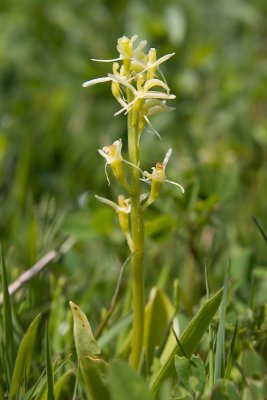 Fen Orchid - Liparis loeselii