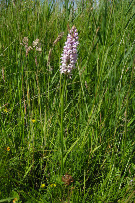 Spotted Orchid - Dactylorhiza maculata