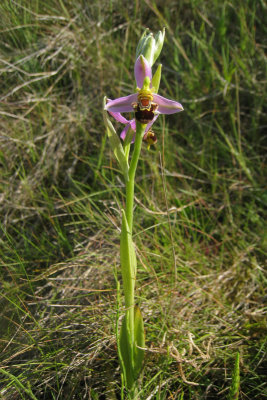 Bee Orchid - Ophrys apifera