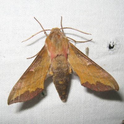 Klein avondrood - Deilephila porcellus