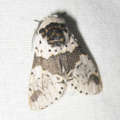 Berkenhermelijnvlinder - Furcula bicuspis