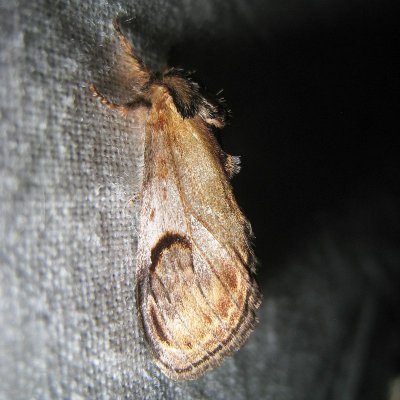 Kameeltje - Notodonta ziczac